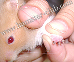 hamster protein deficiency - hamster poor nails / loss of nails 